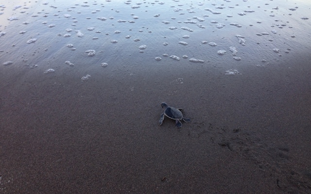 Laguna Lodge Tortuguero