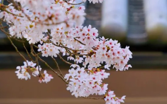 Oukai Villa Izumi