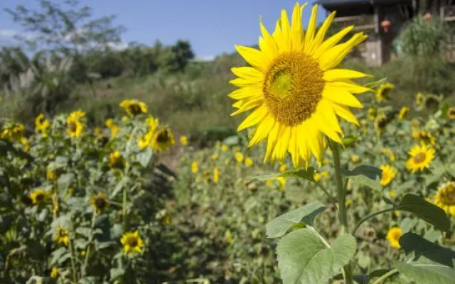 Hot Spring Forest Holiday Hotel