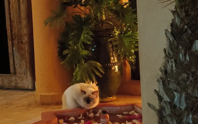 Riad Jardin des Orangers