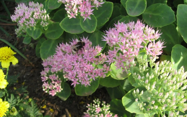 Quaint Holiday Home in Steffenshagen near Sea