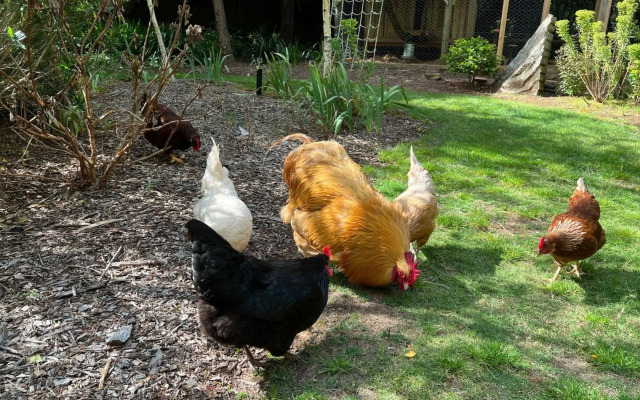 Banyula Annex - stylish and contemporary retreat