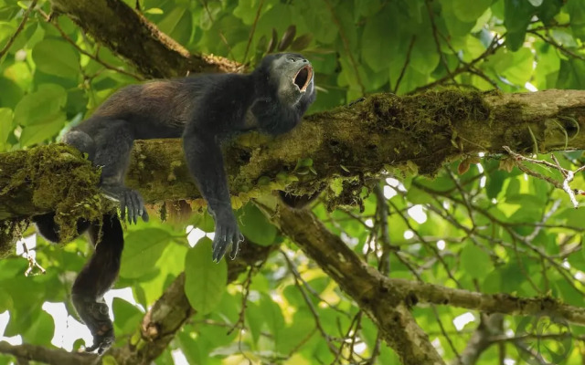 Villa Bruno - Terrace - Jungle - Birdwatching