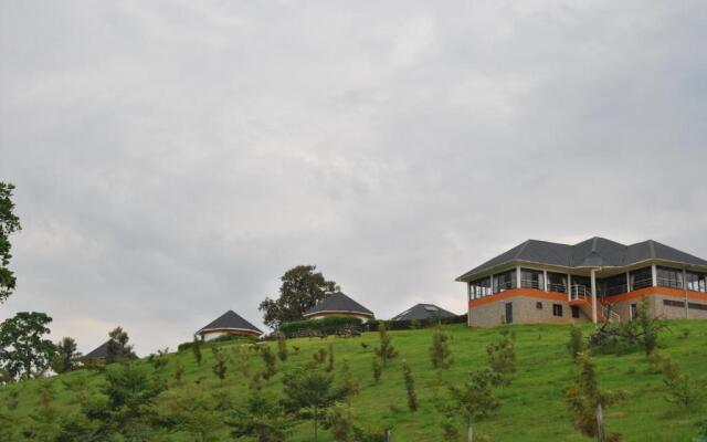 The Crested Crane Bwindi