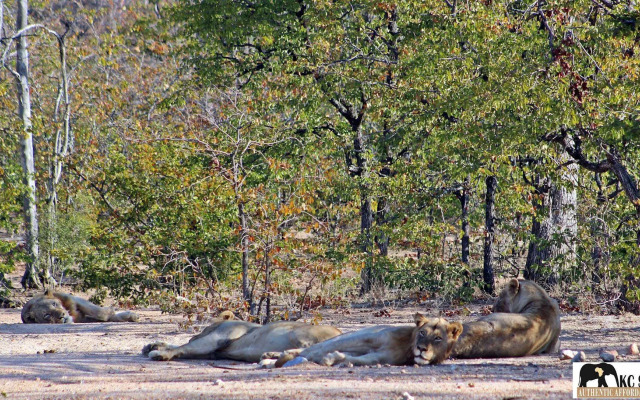 Roamers Rest Safari Lodge