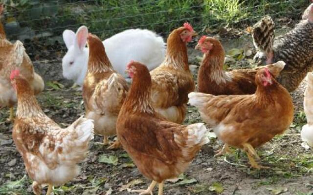 Tourist farm Tonin
