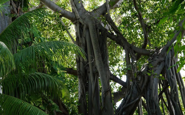 The Banyan Resort