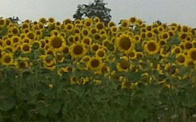 Roulottes Des Bastides De Guyenne