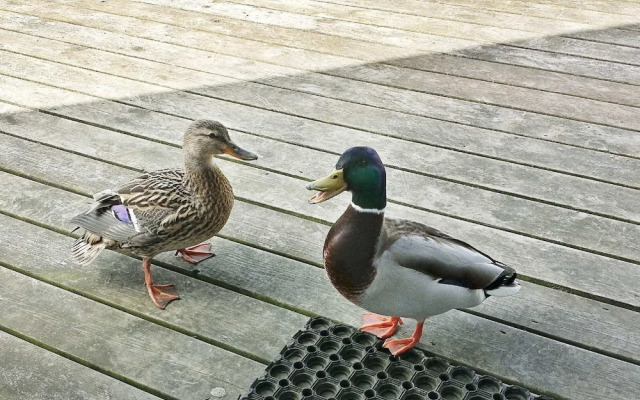 Holiday Home in Otterndorf