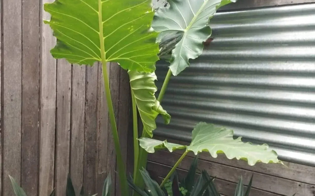 The Hub District Garden Suites