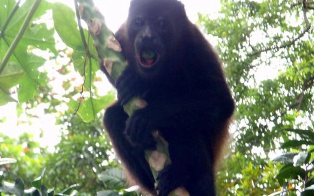 The Howler Monkey Hotel
