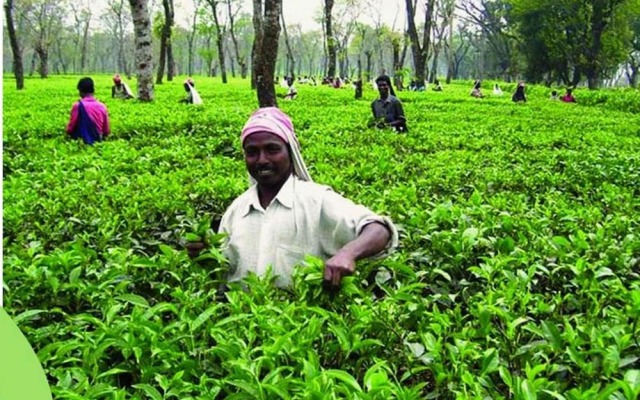 The Riverwood Forest Retreat - Dooars