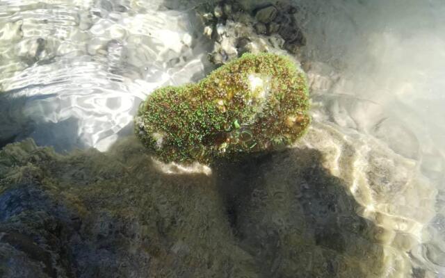 Sea Star Resort Semporna