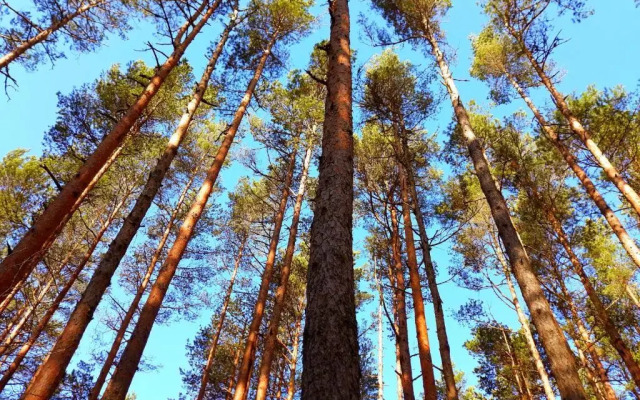 Atputas Vieta Braltirumi