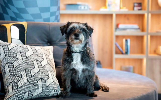 Moxy the Hague