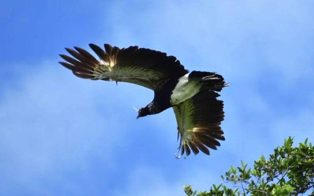 Amazon Lodge Adventures