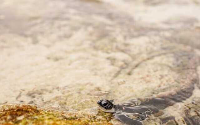 Kini Resort & Village