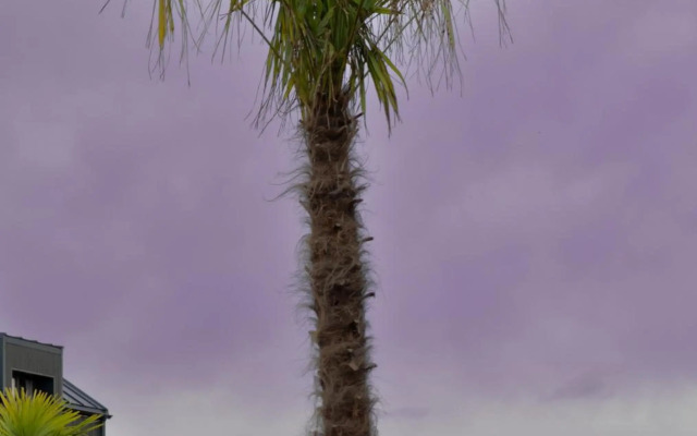 Palmes.pirmas.sezonas