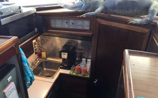 Classic Yacht Rentals at FloraBama