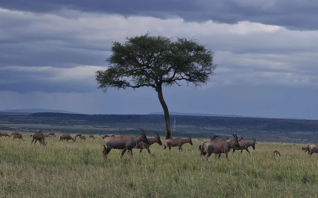 Amanya Sunset Star Bed Masai Mara