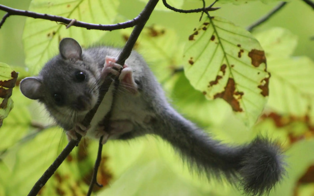 Sportpension Schober