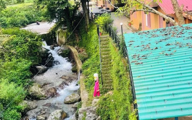 Hostel Abodes Trees of Heaven