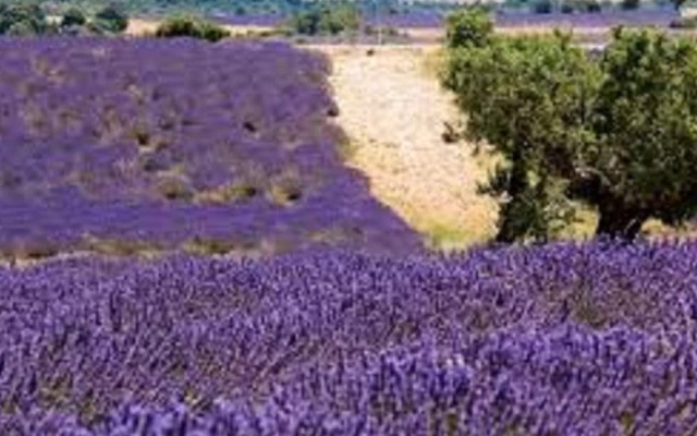 Holiday Home With Private Swimming Pool