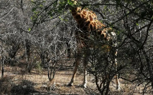 Mopani Manor