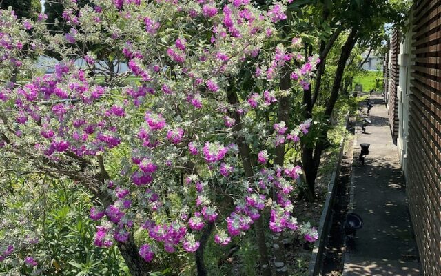 HOTEL OASIS - Adults Only