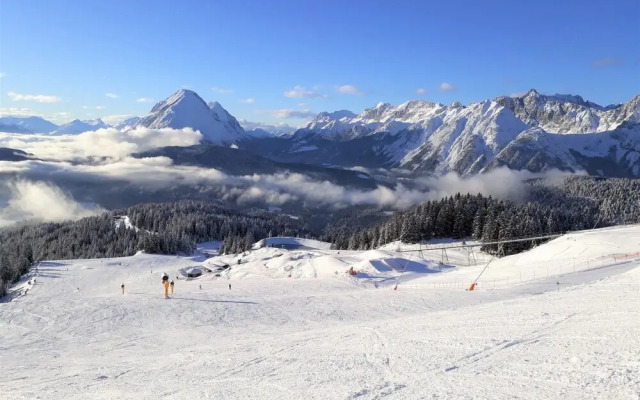 Birkenwald Seefeld in Tirol