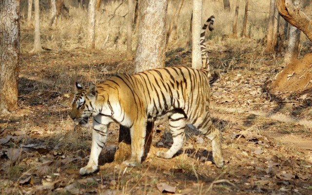 Pench Jungle Camp