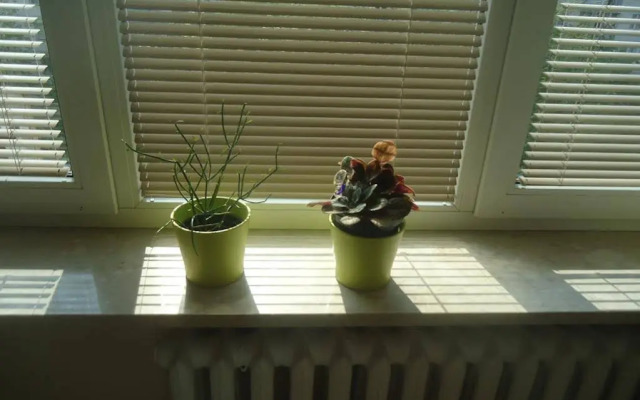 Studio Green