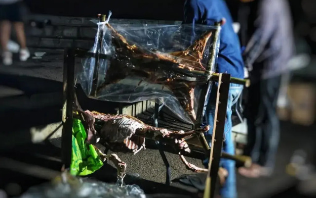 Bravo Adventure Glamping