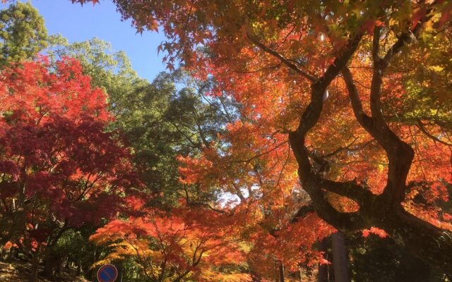 Mountain Home Lodge in Deer Park