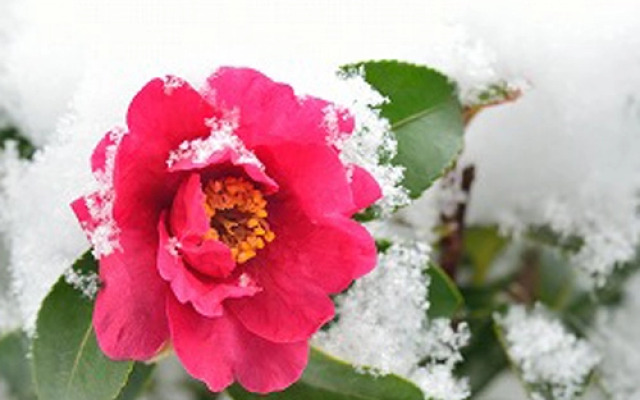 Oyado Taketori Monogatari