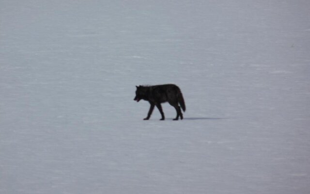 TimberWolf Lodge B&B