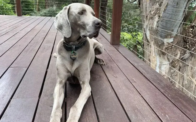 Whispering Gums Lorne Ocean Views Pet Friendly EV Charger