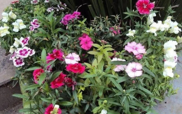 Pousada Gardenia Guest House