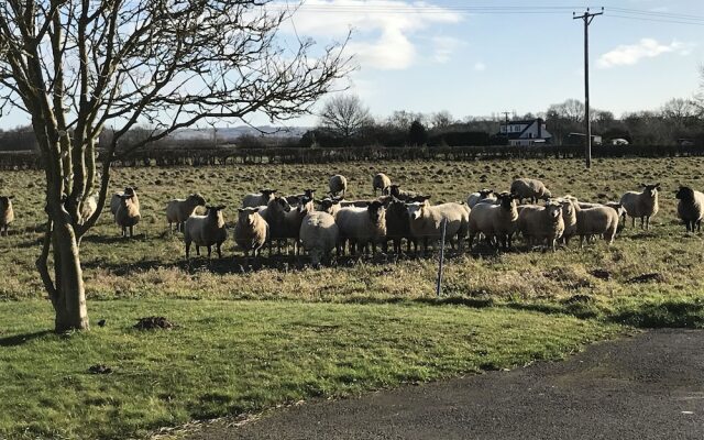 Setcops Farm Holiday Cottages