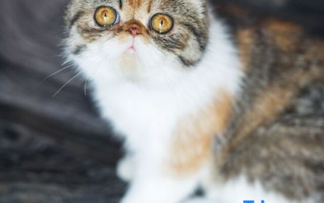 Xinmu Lanlian Boutique Hotel