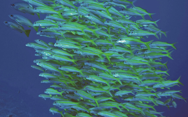 Radisson Blu Resort, El Quseir