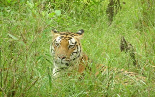 Windsor Tiger Resort