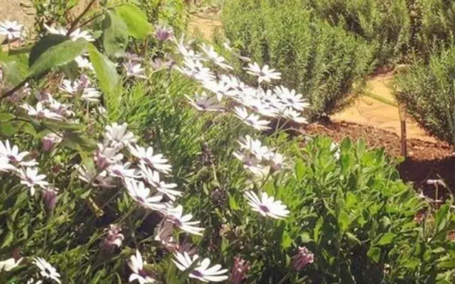 Oread Garden