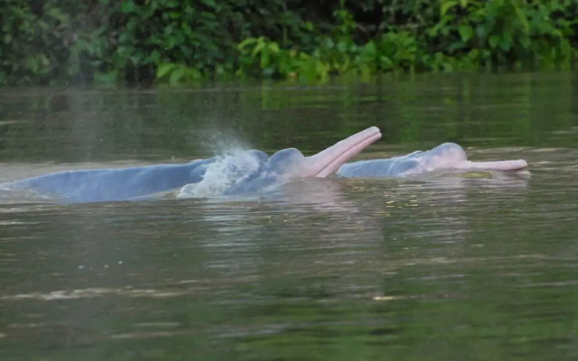 Yaguas Ecolodge