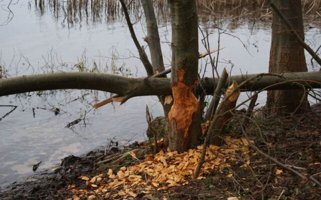 Classy Apartment in Ferchesar