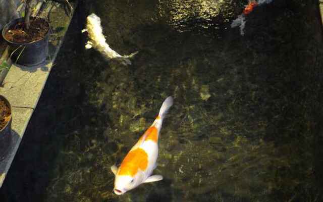 Shakilla House 1 Syariah