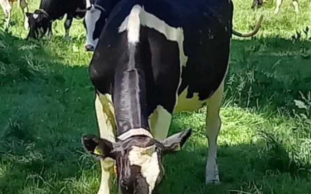't Hertje