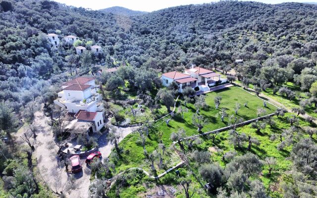 Gera's Olive Grove