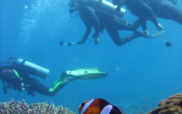 Dolphin View Self Catering