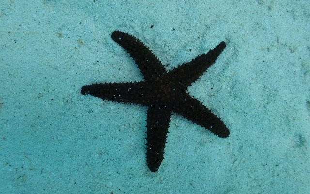 Sephora House 4 Bedroom Home